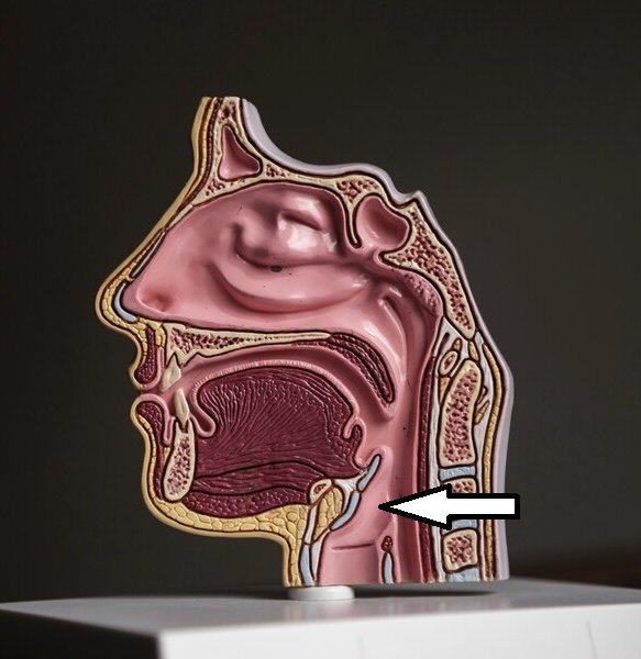 imagen de: freepik.es